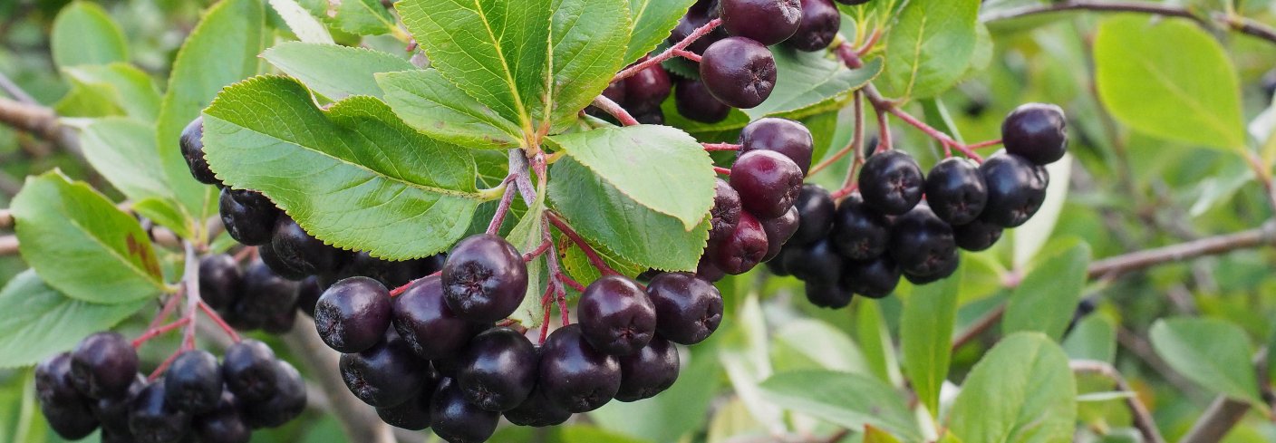 aronia syltetøy