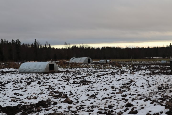 Drektige purker bor ute i egne hytter fram mot grising. Når det nærmer seg grising blir de tatt inn og grundig overvåket. . Foto: Rose Bergslid