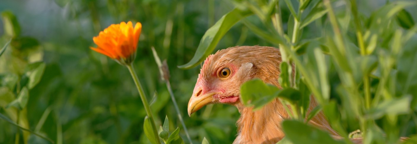 Kylling på uteområde med variert vegetasjon. Foto: Steffen Adler