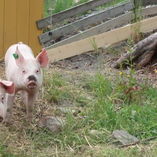 Utegriser på Tingvoll gard Utegriser på Tingvoll gard. Foto: Rosann E. Johanssen