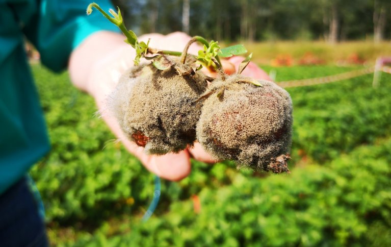 Forskingsresultater fra Kanada viser at kompostte kan være en viktig del av biologisk plantevernstrategi. Foto: Atle Wibe 