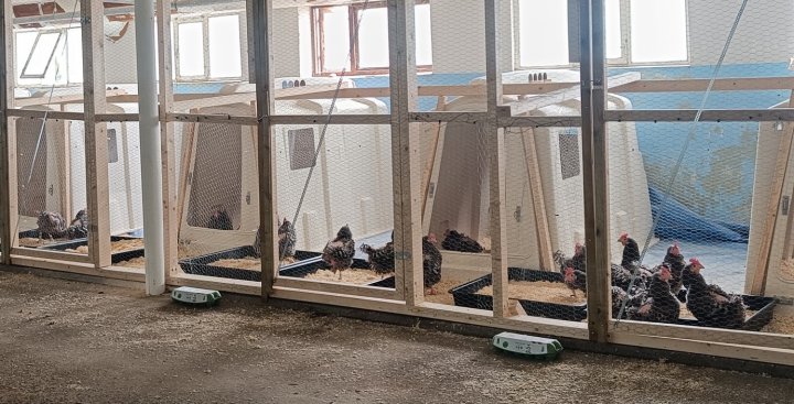 Bilde 2 Pilotforsøket Høner Pilotforsøket foregikk i et eldre båsfjøs for melkekyr, hvor det var satt opp seks hytter, og i tillegg områder utenfor hver hytte for hver av de seks gruppene med høner. Foto: Rosann Johanssen