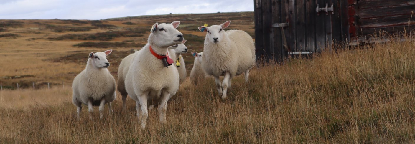 Hva vet vi om hvordan utmarksbeite påvirker karbonlagring? Denne artikkelen ser nærmere på forskningen som finnes. Foto: Rose Bergslid