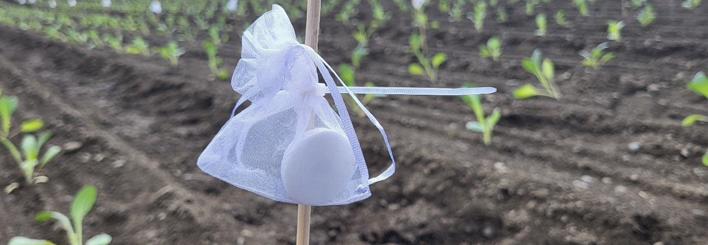 IFOAM Organics Europe har nylig satt søkelys på behovet for tiltak som kan bidra til at biologiske plantevernmidler og biokontrollprodukter raskere kommer ut på markedet. I NORSØKS push-pull prosjekt har dufttabletter med alarmferomoner blitt plassert i åkeren for å skremme vekk skadeinsekter. Foto: Atle Wibe 