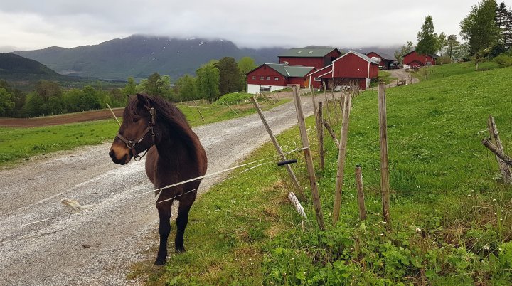 Tunet på Bolli gard med fjøs, gamlefjøset, redskapshus og bolighus. Hesten pusser veikantene og ønsker velkommen til gards. Foto: Maud Grøtta
