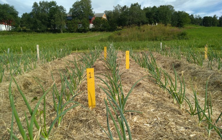 Det er mange positive effekter ved bruk av plantehakk som jorddekke. Denne artikkelen sammenfatter funn fra forsøk på temaet. Foto: S. Hansdotter