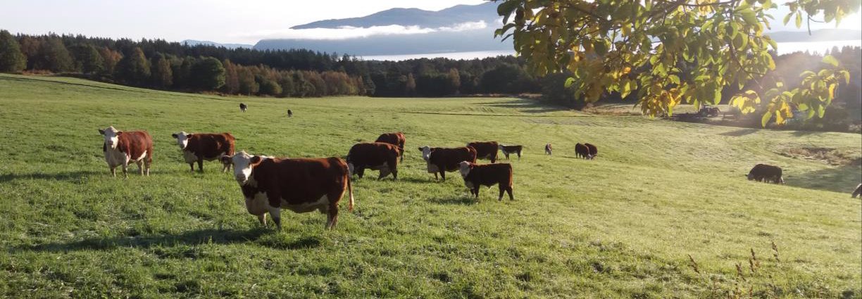 En flokk med Hereford som pusser ned tilveksten på innmarka før vinteren. Rasen kommer fra England, og de første dyra kom til Norge rundt 1950. Dyra er spesielt kjent for sitt rolige og vennlige lynne. . Foto: Rose Bergslid