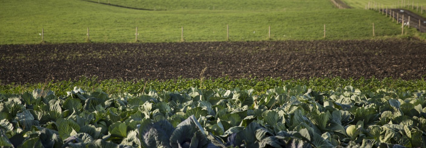 Landskapsbilde Debio OFFENTLIGE INNKJØP FUNGERER i SVERIGE: En svensk studie har funnet at offentlige innkjøp har en varig stimulerende effekt på produksjon av økologisk mat. Foto: DEBIO