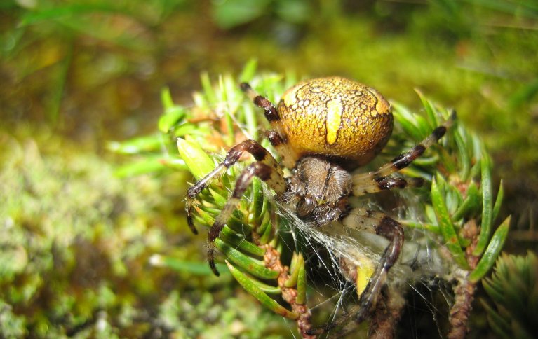 Mormorspinner. Foto: Reidun Pommereche