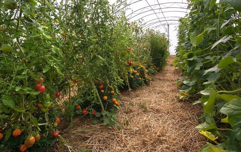 Tomatdyrking på Frilund gård, Bjørkelangen. Foto: Debio