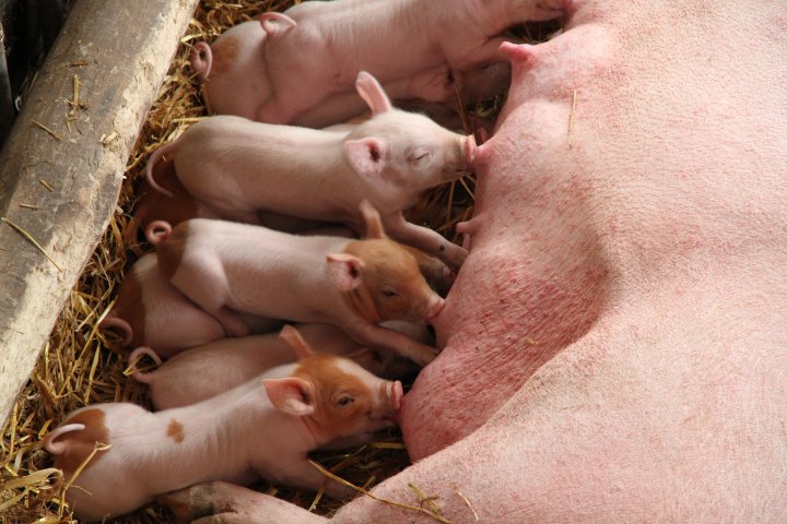 Ei purke med grisunger, det er viktig at ungene får i seg nok jern når de er små. Foto: Anita Land