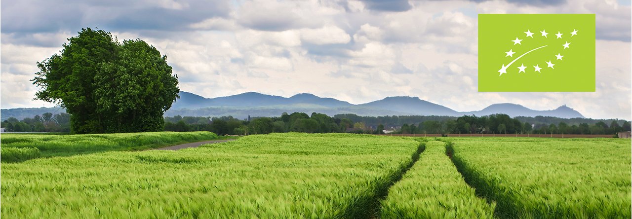 Kornåker Ny Økologisk Aksjonsplan AMBISIØST: Den nye handlingsplanen for økologisk landbruk i EU er mer ambisiøs enn noensinne. Foto: Thomas B. fra Pixabay