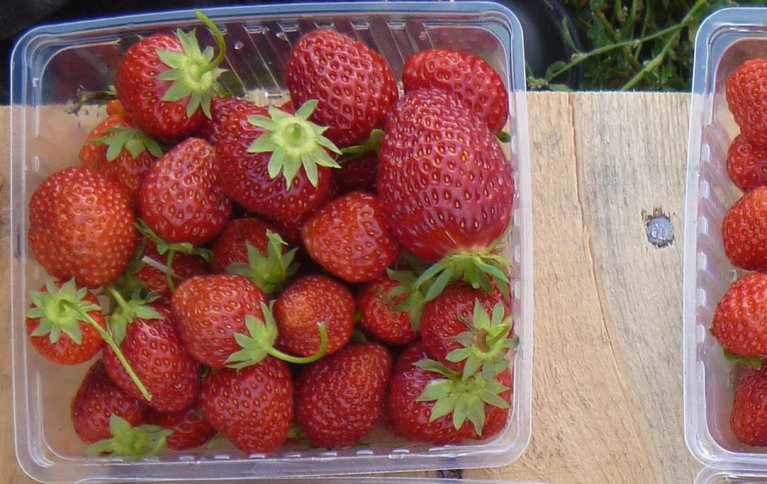 LØNNSOM PRODUKSJON: Økologiske jordbær kan være både smakfulle og lønnsomme. Foto: Atle Wibe