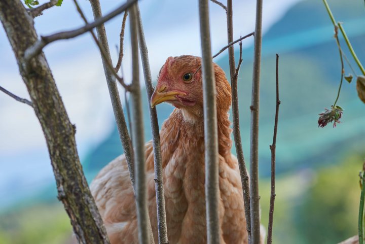 Kylling på uteområde med beplantning av nyttevekster kan være en måte å oppfylle det nye økologiske regelverke på. Foto: Steffen Adler