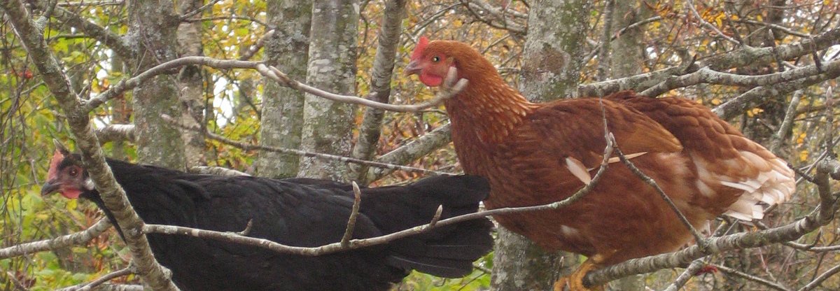 Høner bruker gjerne vaglepinne eller set seg opp i trea om dei har høve til det. Foto: Kirsty McKinnom, NORSØK