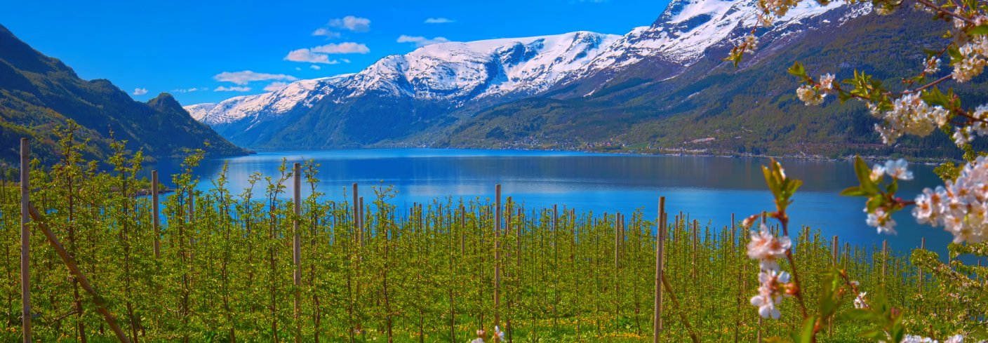 POPULÆR KJERNEFRUKT: Epler er en kjernefrukt det dyrkes mye av i Norge. Epler til økologisk siderproduksjon er en næring i vekst. . Foto: Adobe express