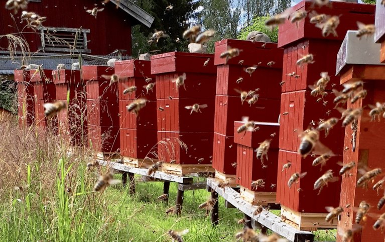TUSENVIS AV GÅRDSARBEIDERE: De små bevingede gårdsarbeiderne på Solhagen produserer honning og voks, og er viktige for å sikre gode avlinger i den allsidige plantedyrkingen på gården. . Foto: Loes van Alphen