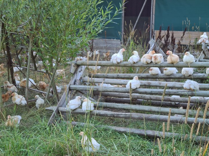 Saktevoksende Ranger-gold-slaktekyllinger som vagler seg ute på uteområdet. Foto: Mellom fange gård