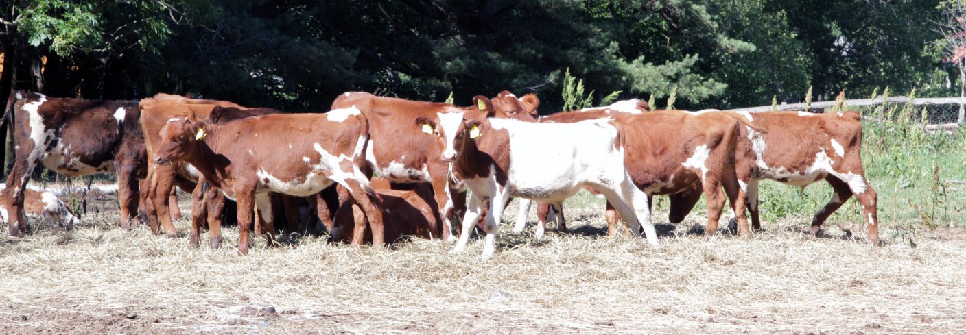 Forfatterne har kartlagt hvilke tiltak produsentene tar i bruk for å handtere tørkeperioder, både i planteproduksjonen og i husdyrholdet. Foto: Anita Land