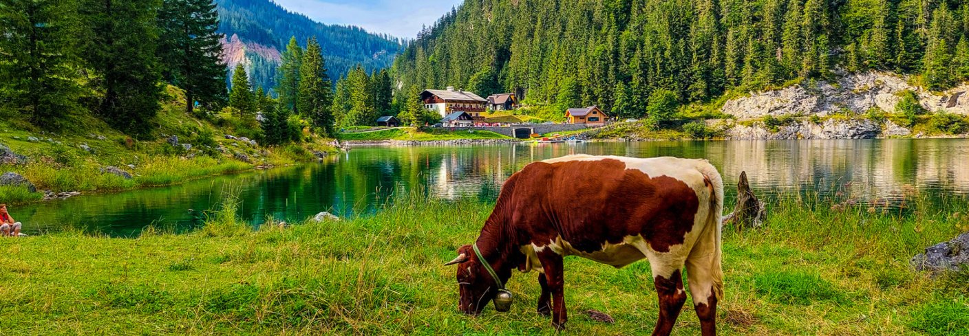 FJELL OG DALER: Østerrike er som Norge rikt på bratte fjell og dype daler der det er utfordrende å drive landbruk. Østerrike har stor suksess med å stimulere mindre driftsenheter og har den største andelen økologisk produksjon i Europa. Landet er en stor eksportør av meierivarer til EU og er i stor grad selvforsynt med dyrefôr. Foto: Adobe stock