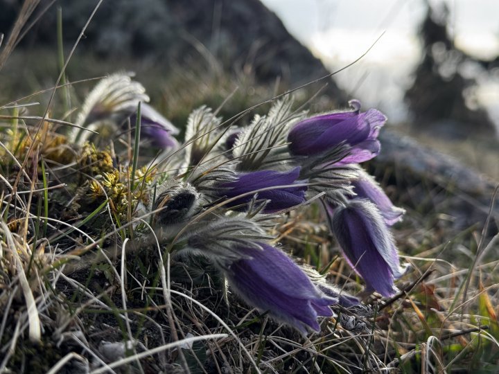 Backsippa Ravbacken Emil Foto: Emil V. Nilsson