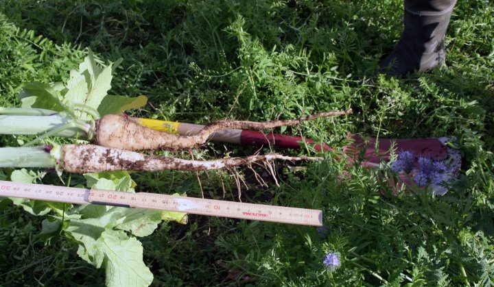 Oljereddik har mange gode egenskaper. Den er en god fangvekst, jordløsner og kanskje også en som reduserer enkelte patogene nematoder.  Dette er sorten Strukturator. Denne er sådd 22.juli.  Bildet er tatt 30.september. Hovedrota er da mellom 25-30 cm. Foto: Kari Bysveen