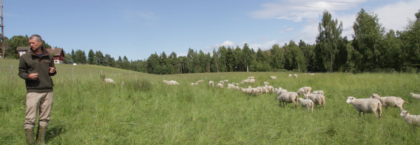 Gården Toreshaugen drives etter regenerative dyrkingsprinsipper og med helhetlig beiteplanlegging. Foto: Anita Land