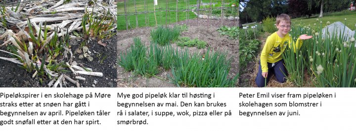 Pipeløk Pipeløk