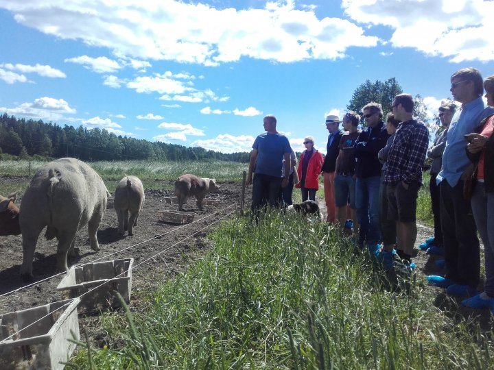 Det er få rømminger og ikke noe stort problem med at grisene graver seg under de lave gjerdene i gjeldpurkeavdelinga. Foto: Maren Holthe