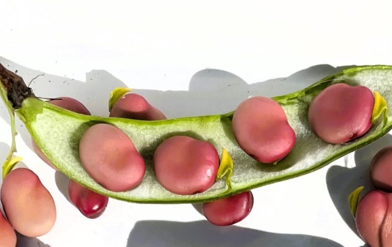 Erter og bondebønner er proteinrike og enkle vekster å dyrke i hagen. Foto: Anniken Stensrud