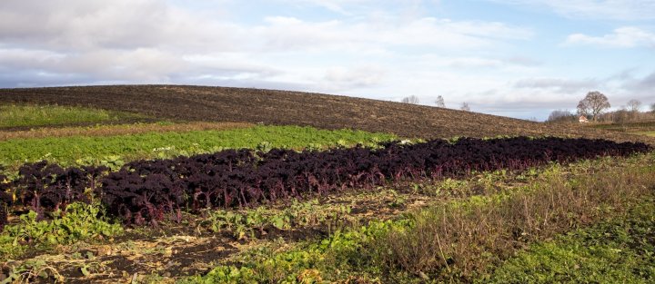 Bilde 4. Et planlagt vekstskifte mellom ulike ettårige vekster gir mindre sykdomspress i jorda enn samme vekst år etter år. Foto: Anne-Kristin Løes, NORSØK