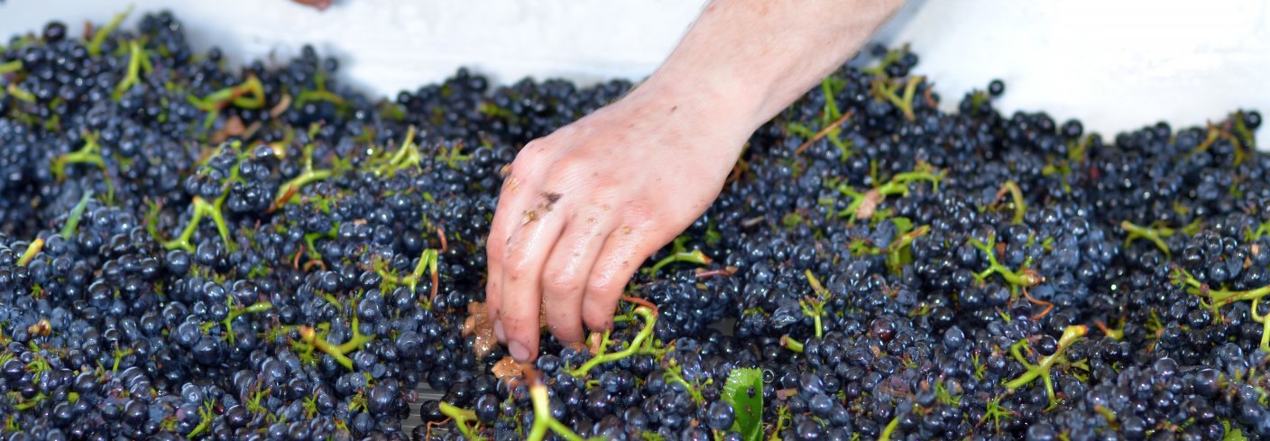 Biodynamiske produkter som druer kan ha større mengder gunstige stoffer som fenoler, askorbinsyre og gode fettsyrer i forhold til andre produkter. Foto: Stafano Lubiana 