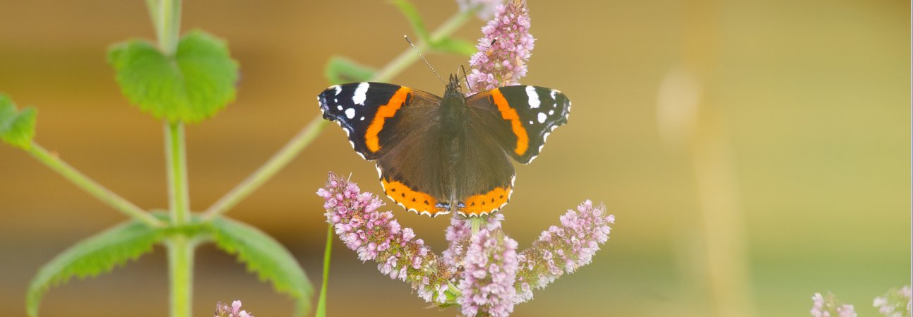 POLLINERENDE INSEKTER: Mynte er ikke bare dekorativ og velduftende. Den er også en ettertraktet matkilde for pollinerende insekter. Foto: Susanne Friis Pedersen