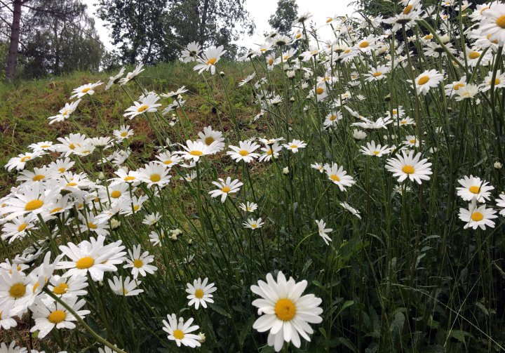 Mye av den blomstrende vegetasjonen finner de pollinerende insektene i kantarealene, jordekanter, kanter på små veier, kanter mot beiter og skog. Disse må skjøttes på en slik måte at vi beholder den blomstrende vegetasjonen. Foto: Anita Land