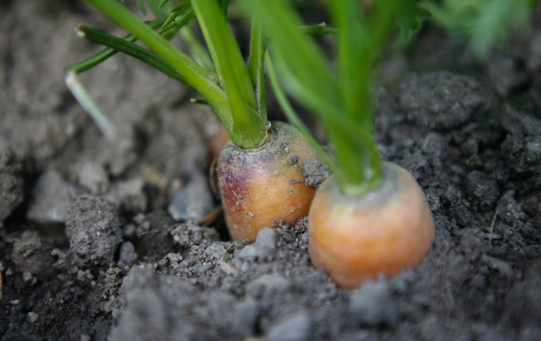 Gulrot hører til skjermplantefamilien, sammen med persille, selleri, pastinakk, fennikel, dill og karve. Økologisk produsert gulrot er en suksesshistorie for økologisk produksjon og omsetting. Foto: Leif Arne Holme