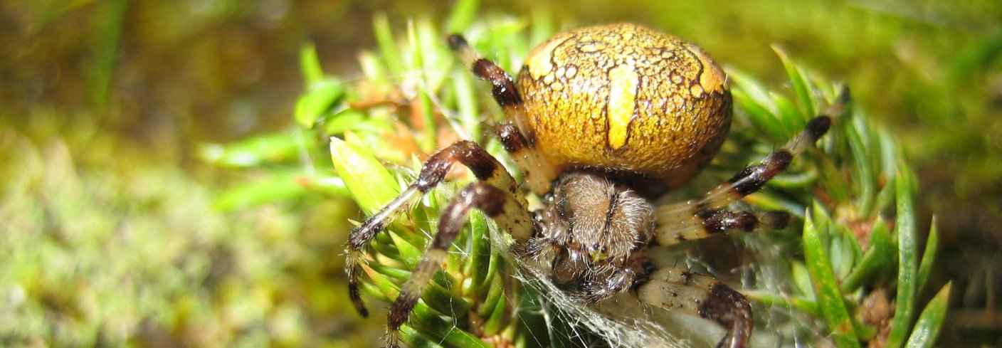 Mormorspinner. Foto: Reidun Pommereche