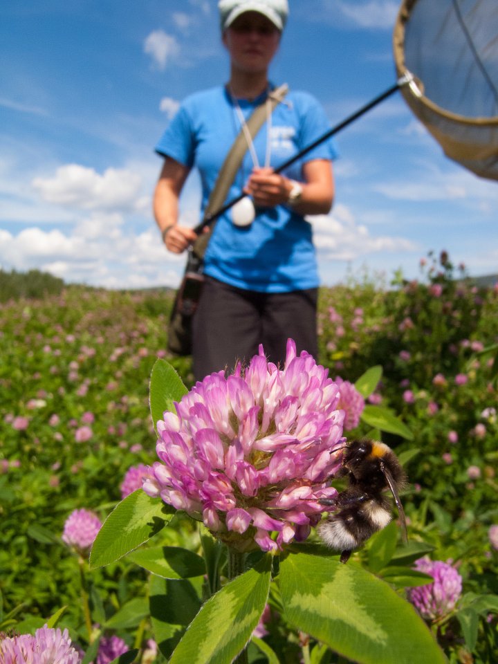 Forskere med øyne for naturens små vaktmestere, har sett på hvordan vi kan snu den farlige utviklingen hvor stadig flere av pollinatorene dør. Foto: Foto: Sondre Dahle, NINA