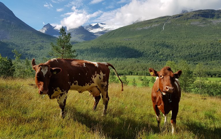 Å utnytte utmarksbeite til dyrehold bidrar til å bedre landbrukets bærekraft. Foto: Rose Bergslid