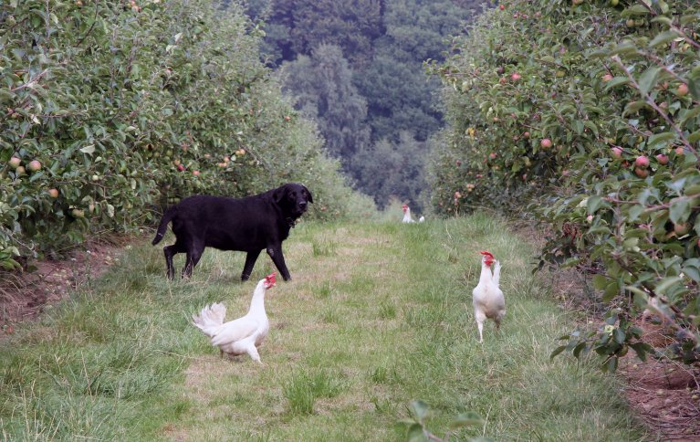 Verpehøns og eplehage er en god kombinasjon. Foto: Anita Land