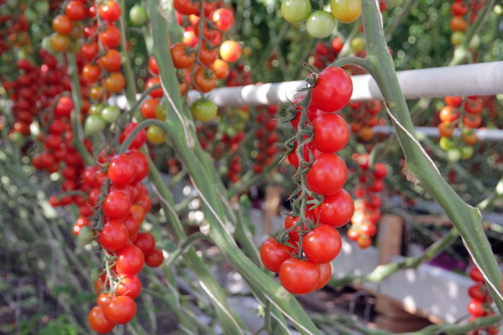 Cherrytomatene og plommetomatene fra Kjær Gartneri modnes på plantene og er svært søte og gode. Foto: Anita Land