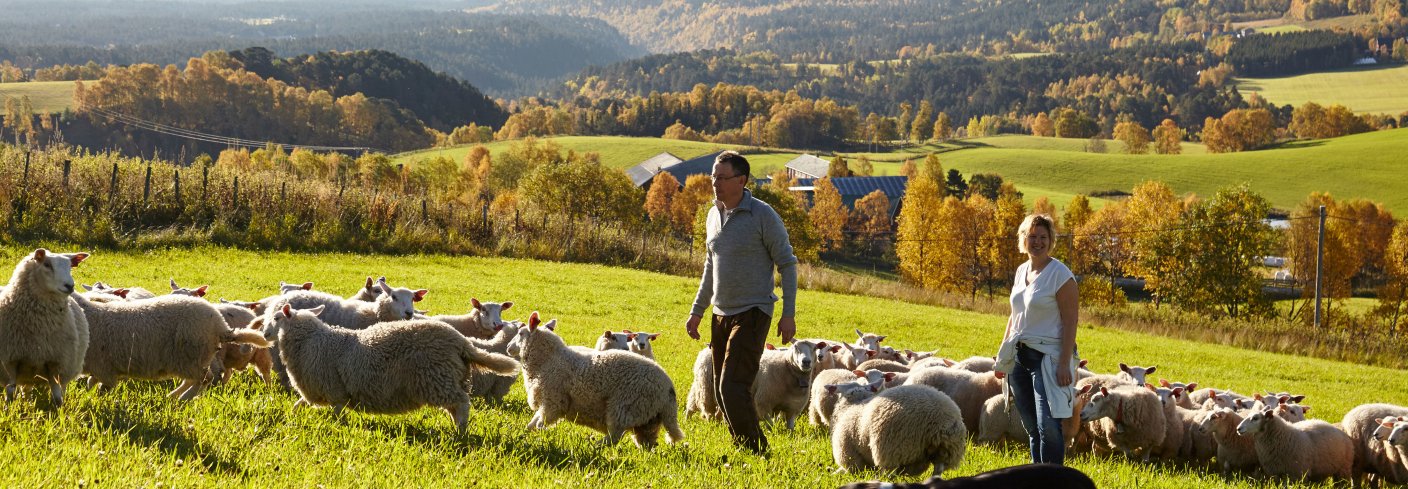 Godt høstbeite for lammene. . Foto: Arnstein Enget