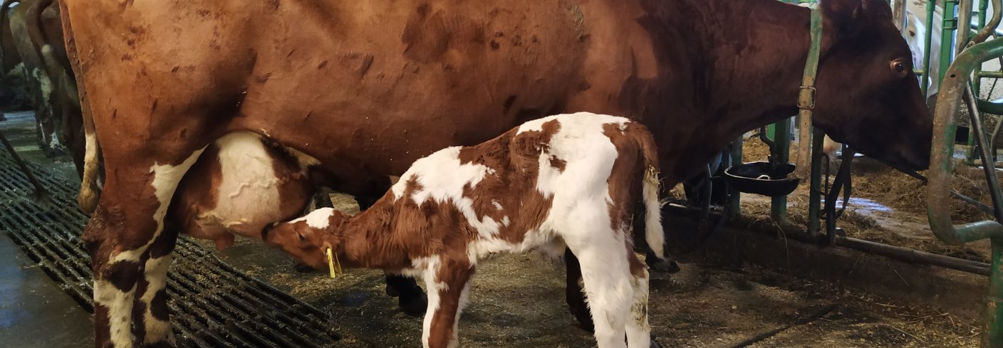 KU OG KALV SAMMEN I MELKEPRODUKSJON: Det er økende interesse for driftsopplegg der ku og kalv får gå sammen lenger enn det som oftest er vanlig i dag. Foto: Rosann Johanssen