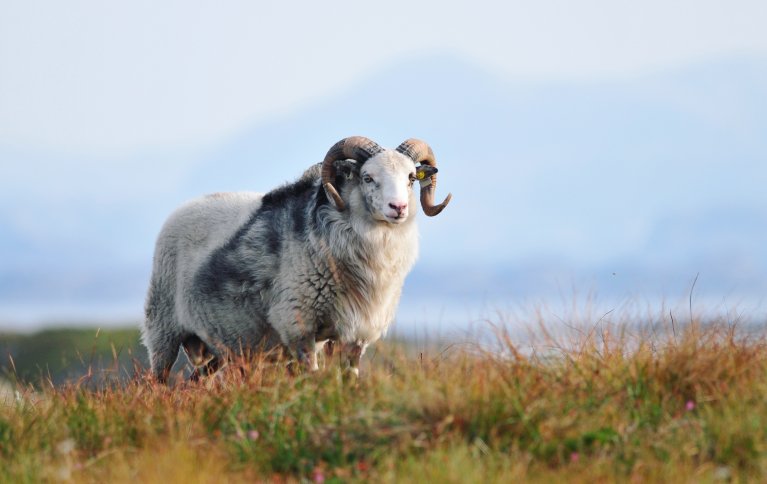 Det er dårlig ressursutnyttelse å ikke bruke den vakre og gode ulla fra de gamle sauerasene våre. Foto: Sørværet Villsau