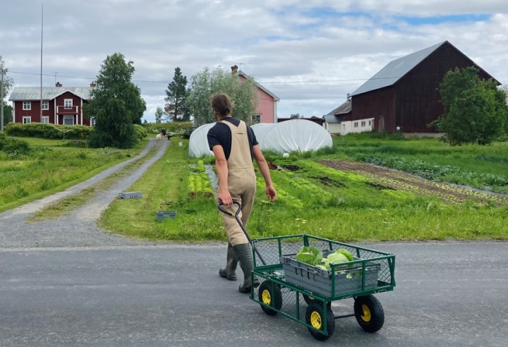 Sommeren 2023: På Mällbyn gård ble det dyrket mange ulike grønnsaker, i alt rundt 45 forskjellige sorter. Foto: Sanne Björö