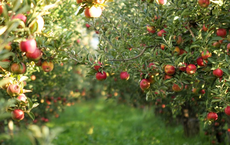 BIOFRUITNET er et europeisk prosjekt som har bygd bro mellom forskning og produksjon for å håndtere skadegjørere i økologisk fruktproduksjon. Foto: Adobe stock