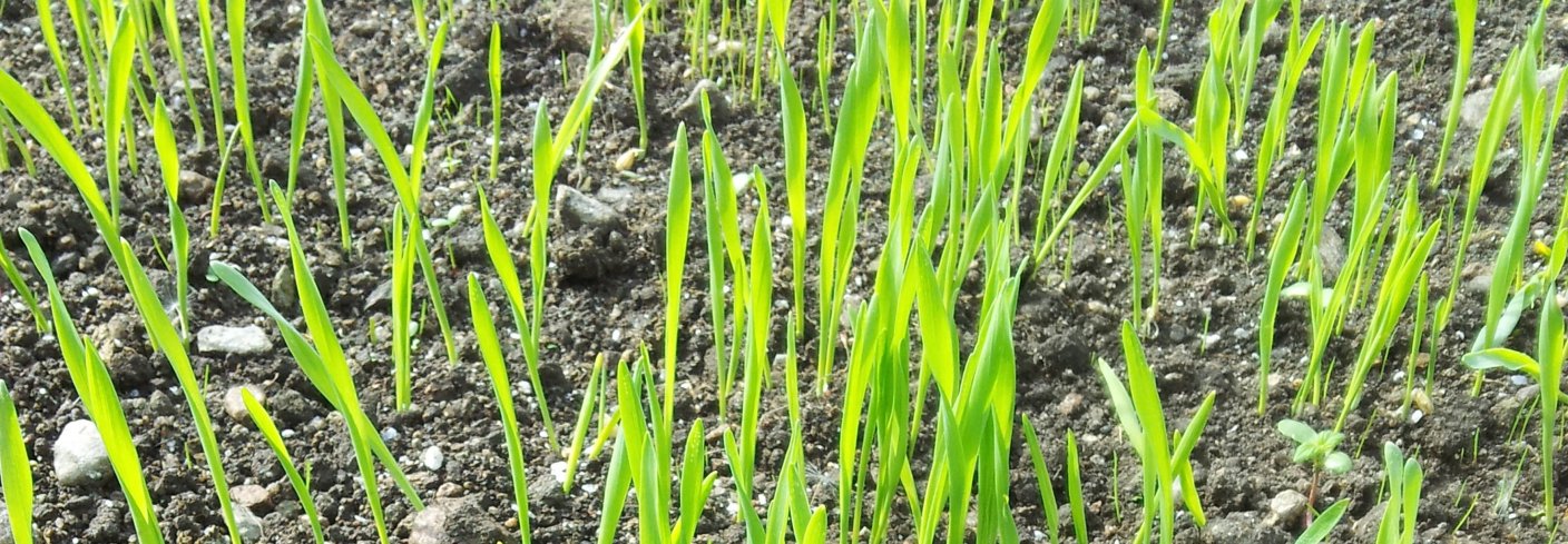 Kornspirene utvikler seg mye raskere enn gras og kløver og konkurrerer godt med ugraset. Legg merke til de bittesmå grasspirene. Foto: Maud Grøtta