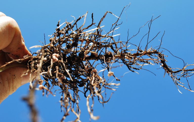Dannelse av rotjordpels er en viktig prosess som bidrar til robuste kulturplanter og god jordhelse. Foto: Reidun Pommeresche
