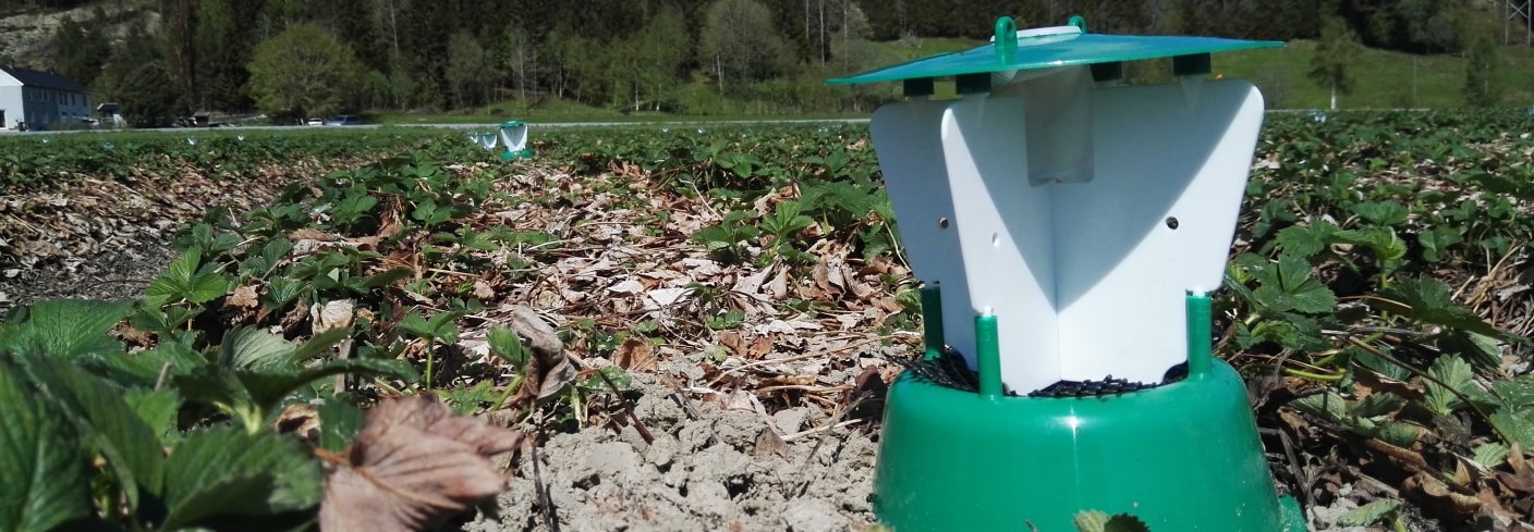 Prosjektet Softpest Multitrap arbeider med å utviklet insektfeller med en kombinasjon av duftstoffer som virker tiltrekkende på jordbærsnutebille og håret engtege i jordbær. Foto: Atle Wibe