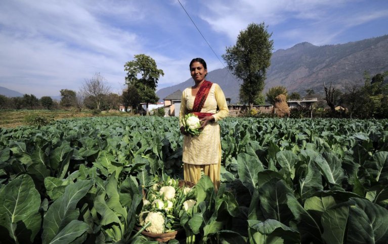 MANGFOLDIG ØKOLOGISK LANDBRUK: En økologisk jordbruker fra Himachal Pradesh i India høster blomkål. Foto: CIAT, CC BY-SA 2.0 via Wikimedia Commons