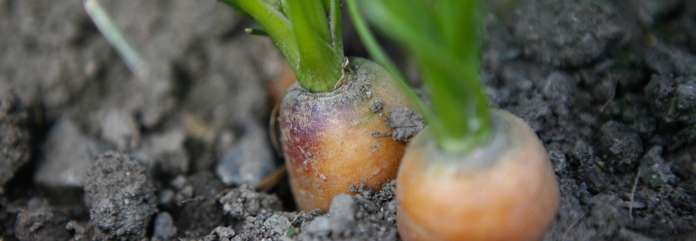 Gulrot hører til skjermplantefamilien, sammen med persille, selleri, pastinakk, fennikel, dill og karve. Økologisk produsert gulrot er en suksesshistorie for økologisk produksjon og omsetting. Foto: Leif Arne Holme